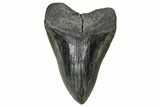 Fossil Megalodon Tooth - South Carolina #358960-1